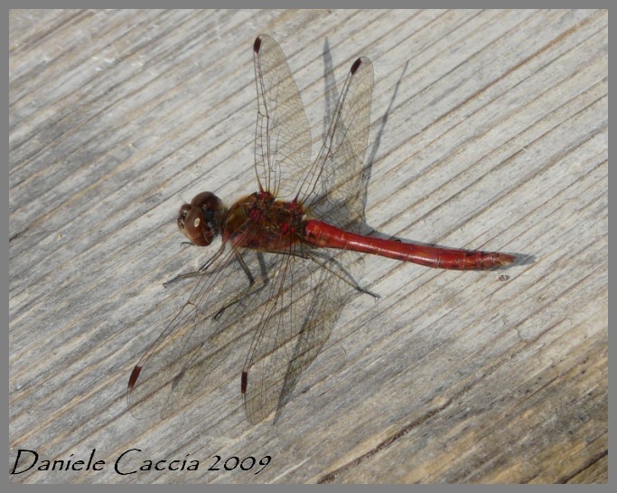 Conferma... Sympetrum vulgatum